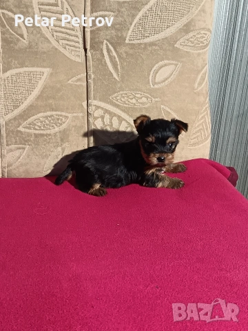 Йоркширски териер мини , снимка 10 - Йоркширски териер - 53883069