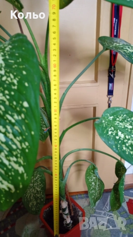 Дифенбахия - стайно растение, снимка 3 - Стайни растения - 52863376