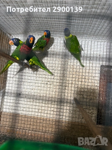 2 Лори може бартер, снимка 4 - Папагали - 54257978