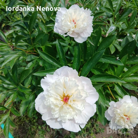 БОЖУР, снимка 1