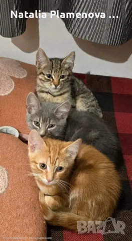 Супер гальовни котета!!!, снимка 4 - Британска късокосместа - 54821461