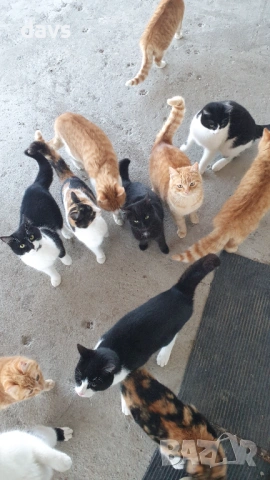 Рижави котета на 6 мес. търсят дом, снимка 12 - Други - 53116819