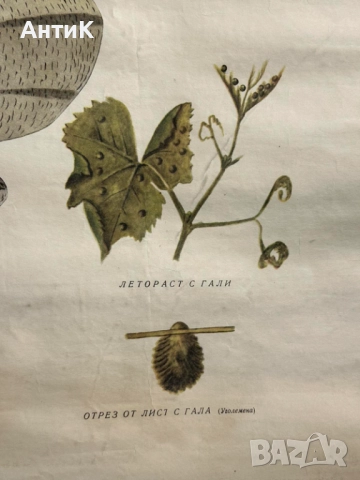 Соц Учебни Плакати Постери Ботаника, снимка 8 - Антикварни и старинни предмети - 52580865