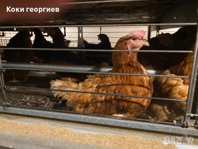 здравей те! кокошки носачки ломан Браун за яйца на 1г
