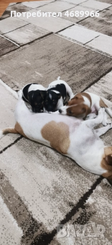 Джак ръсел малък, снимка 3 - Джак ръсел териер - 52874871