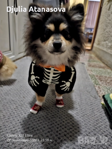 Продавам померанчета, снимка 13 - Померан - 51719427