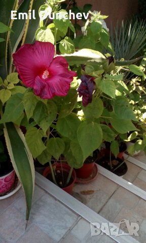 Градински хибискус, снимка 4 - Градински цветя и растения - 29290081