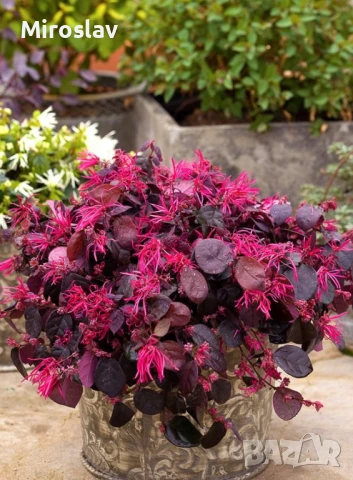 Лоропеталум, снимка 3 - Градински цветя и растения - 50936417