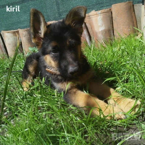 Хотел за кучета - Игри на воля 