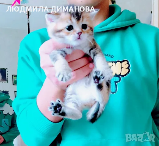 Шотландски мъжки женски , снимка 2 - Британска късокосместа - 56495745