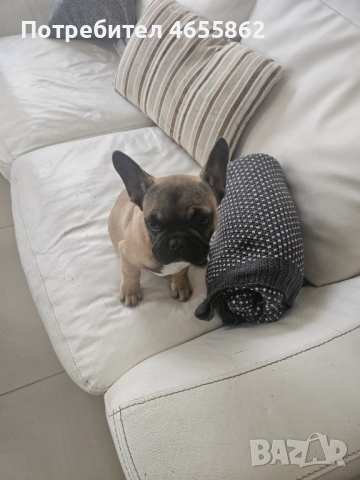 Френски съкровища търсят любящи стопани, снимка 4 - Френски булдог - 52474199