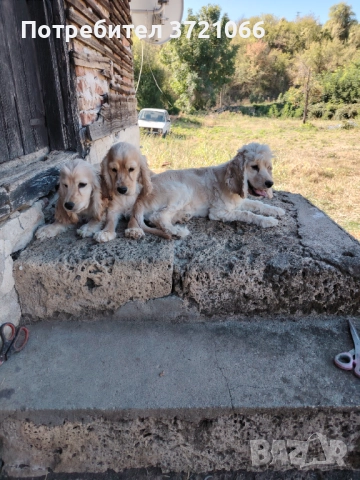 Кокер шпаньол