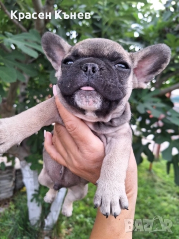 Френски булдог - пясъчни, снимка 1
