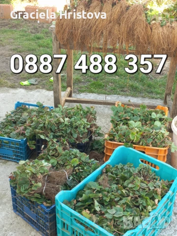 Продавам здрав разсад ягоди  целогодишни 