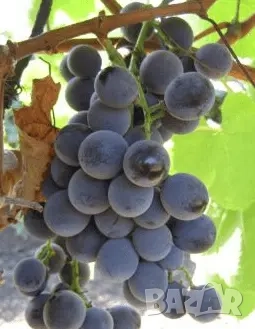 Грозде Отел за вино или ракия - около 40-50 кг (все още необрано)  Перник