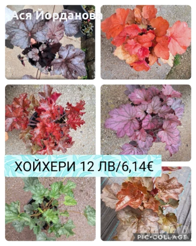 Градински цветя и храсти, снимка 1