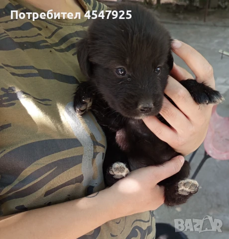 Тези кученца търсят дом., снимка 1