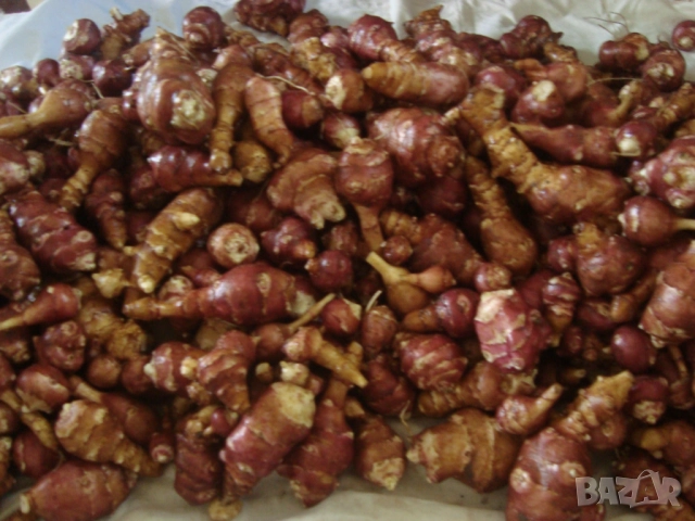 Земна ябълка, Гулия (Helianthus tuberosus), снимка 2 - Други - 52412619