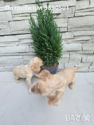 чистокръвни Кокер Шпаньоли, снимка 4 - Кокер шпаньол - 54005829