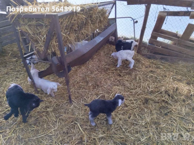 Продавам новородени ярета, снимка 4 - Кози - 53082719