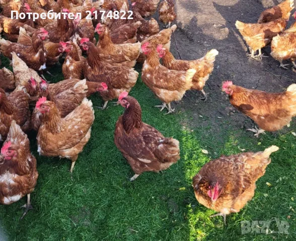 Кокошки носачки ломан браун