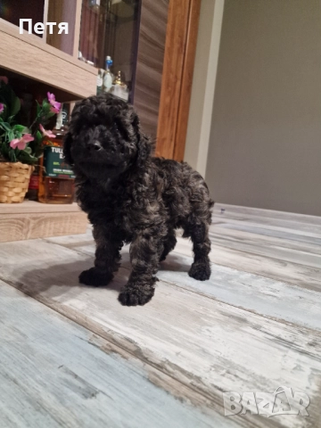 Пудел мини момче, снимка 15 - Пудели - 52651544