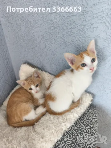 Подаряваме котенца