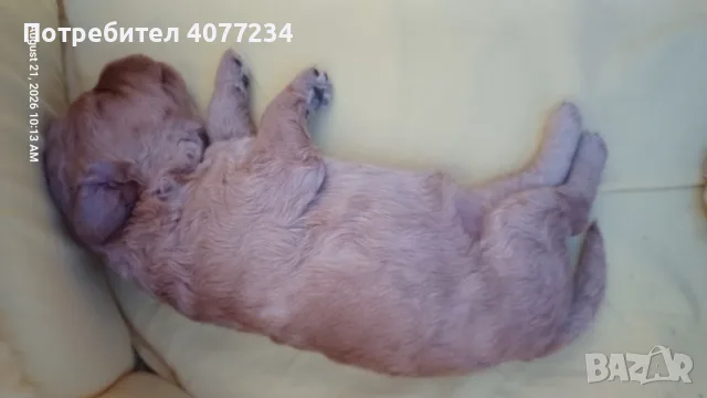Mini Poodle - Прекрасно мини пуделче търси своето семейство