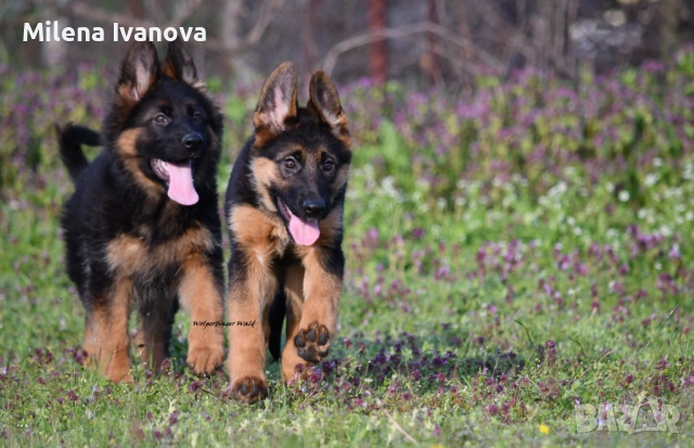 Женски немски овчарки от развъдник , снимка 2 - Немска овчарка - 54111204