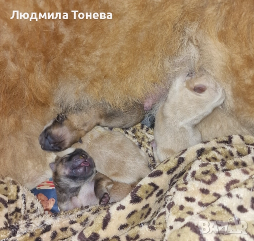 🦁 Свободни ЧАУ ЧАУ бебета от елитни родители – международни шампиони 🦁, снимка 2 - Чау Чау - 52450819