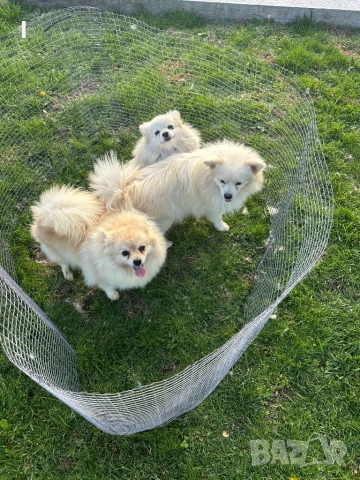 Померани , снимка 7 - Померан - 52179207