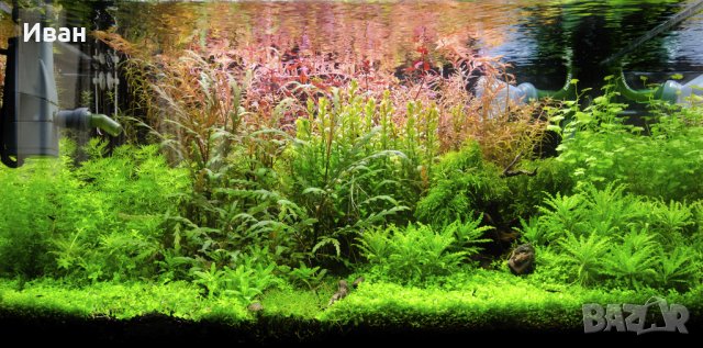 Торове за аквариумни растения, снимка 3 - Други - 40176371
