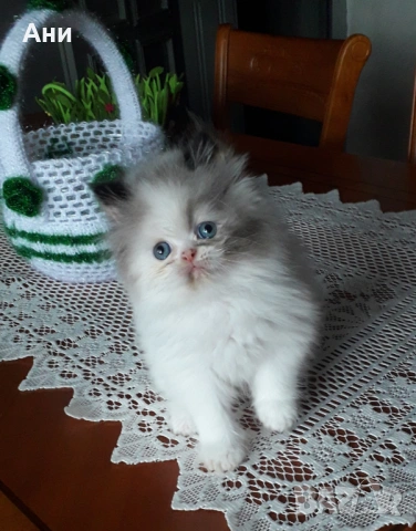 УНИКАЛНО КОТЕНЦЕ МЕЧТА ., снимка 3 - Чинчили - 53956392