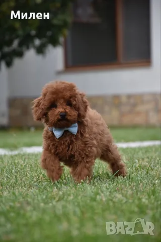 Той пудел Toy poodle, снимка 7 - Пудели - 55006000