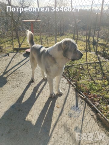 Сао Алабай за разплод., снимка 4 - Средноазиатска овчарка - 44307762