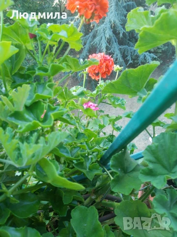 Мушкато,големи,отгледани ОСТАНАЛИ 9бр.ДОГОВАРЯНЕ.