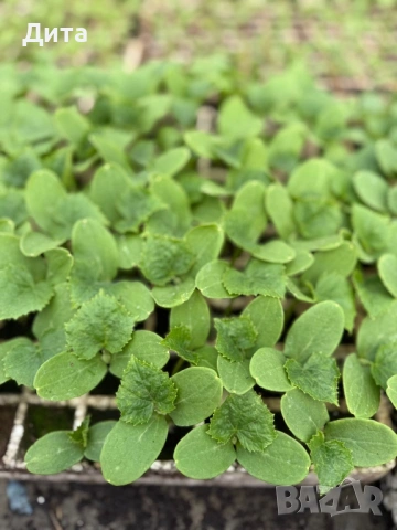 Продавам качествен разсад на корнишони