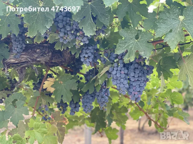 Грозде сорт Каберне - 1974г , снимка 4 - Домашни продукти - 56121427