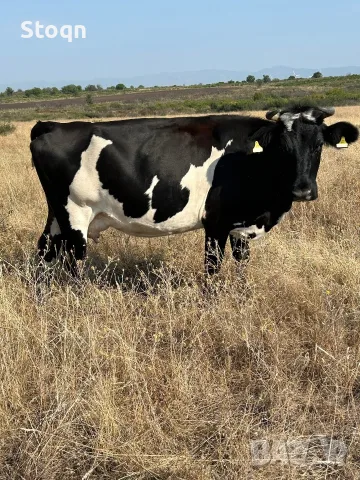 Продавам 11 Крави, снимка 6 - Крави - 56423896