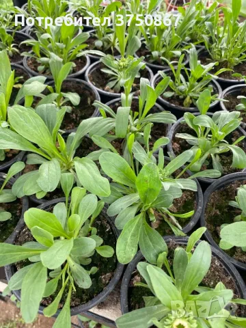 💜🩷💜 МНОГОГОДИШНА АЛПИЙСКА АСТРА
 /Aster alpinus/ 💜🩷💜, снимка 9 - Градински цветя и растения - 49778130