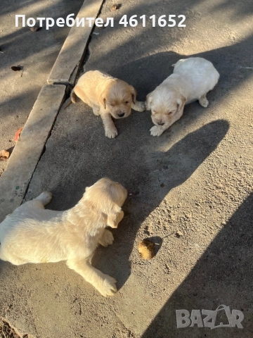 кокерчета, снимка 8 - Шпаньоли - 52281572