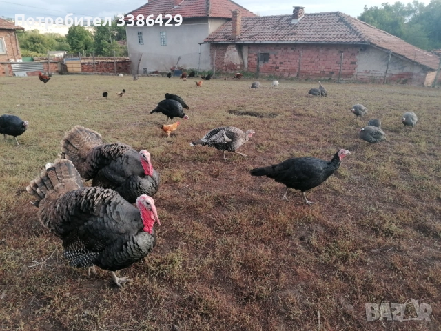 Пуйки, неми патици,  токачки, снимка 12 - Патици и гъски - 48423171