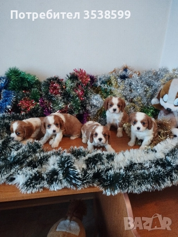 Кавалер Кинг Чарлз Шпаньол 