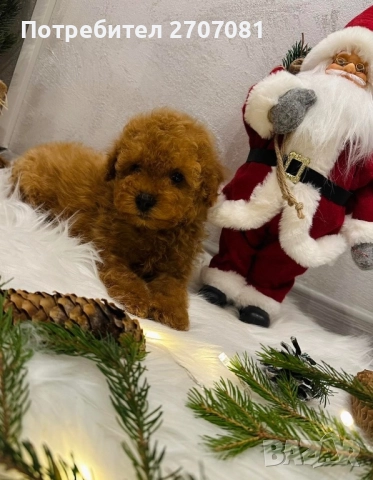 Мини пудел, снимка 2 - Пудели - 52913297