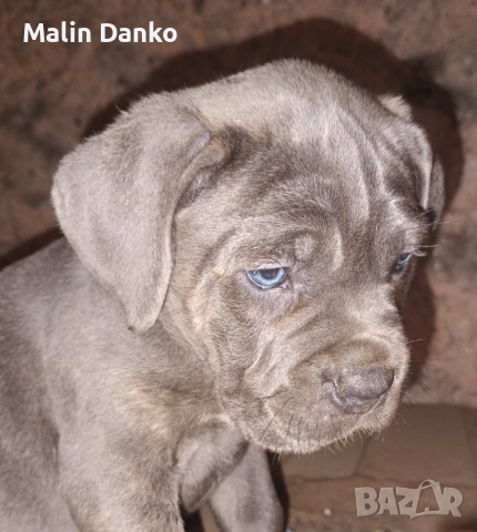 Бебета КАНЕ КОРСО, снимка 2 - Кане корсо - 52788488