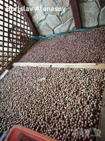 Лешници реколта 2026, снимка 15 - Домашни продукти - 55811754