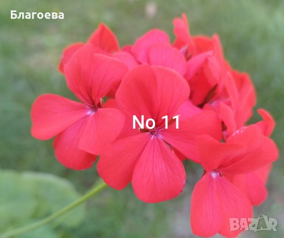 Комплект вкоренени резници Мушкато 10 бр - 6 цвята, снимка 4 - Стайни растения - 44395633