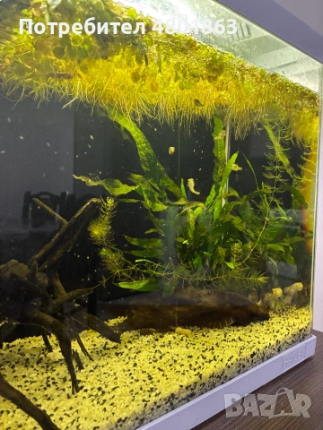 2бр оборудвани и готови аквариума !!!