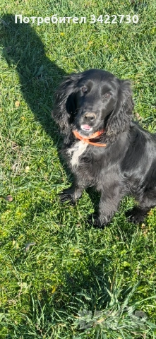 Куче за трюфели, снимка 2 - Кокер шпаньол - 52734730