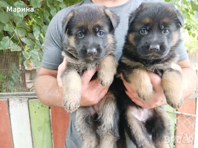 Немски овчарки мъжки и женски, снимка 1